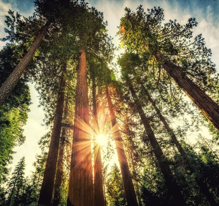 Forest