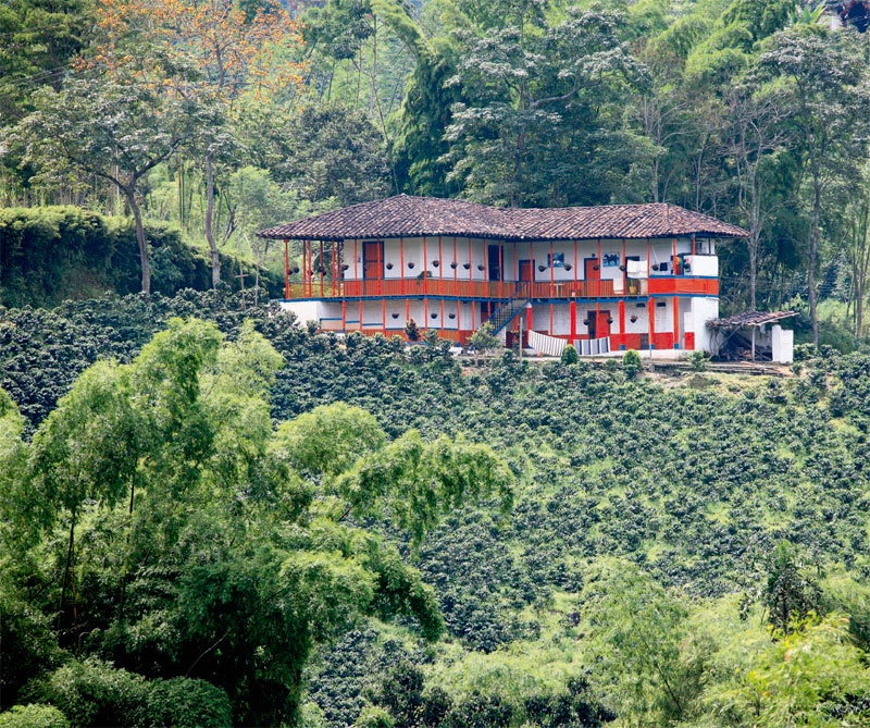 finca ejecafetero